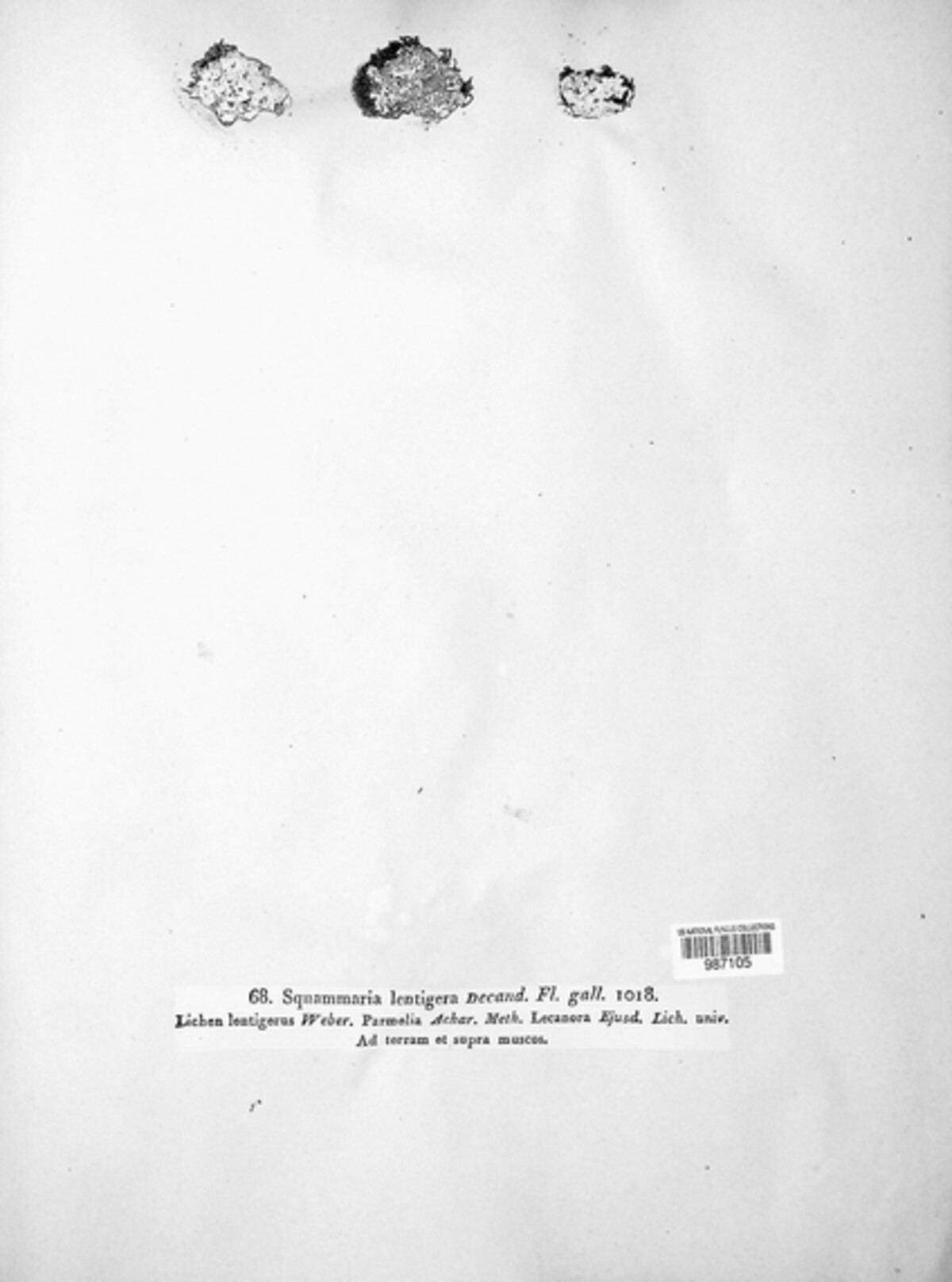 Squamarina lentigera image